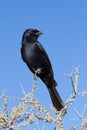 Fork-tailed drongo Royalty Free Stock Photo