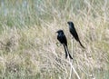 Fork tailed drongo birds Royalty Free Stock Photo