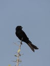 Fork-tailed Drongo (Dicrurus adsimilis) Royalty Free Stock Photo