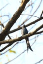 Fork-tailed drongo Royalty Free Stock Photo