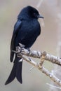 Fork-tailed Drongo (Dicrurus adsimilis) Royalty Free Stock Photo