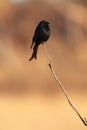 Fork-tailed drongo Dicrurus adsimilis sitting on a thin branch at sunset with an orange background. Black drongo on a thin twig