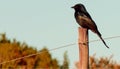 A Fork-tailed Drongo on a fence