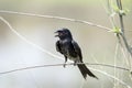 Fork tailed drongo Royalty Free Stock Photo