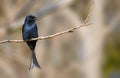 Fork Tailed Drongo in Kruger Park Royalty Free Stock Photo
