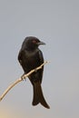 Fork-tailed Drongo perched on dry twig Royalty Free Stock Photo