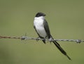 Fork-tailed Flycatcher