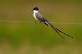 Fork-tailed Flycatcher, Tyrannus savana, black, gray and white bird with very long tail, Pantanal, Brazil Royalty Free Stock Photo