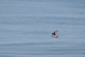 Fork-tailed Storm Petrel Dwarfed by Vast Ocean, Grays Canyon, Washington