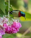 Amazing Fork Tailed Sunbird feeding on a flower