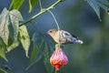 Fork-tailed Sunbird Royalty Free Stock Photo