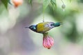 Fork-tailed Sunbird Royalty Free Stock Photo