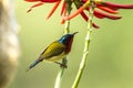 Fork tailed Sunbird Formal Name: Aethopyga christinae, Male