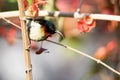 Fork-tailed Sunbird perched on a tree branch with green leaves Royalty Free Stock Photo