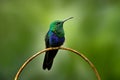 Fork-tailed woodnymph, Thalurania furcata, species of hummingbird in the family Trochilidae. Blue green bird sitting on the branch Royalty Free Stock Photo