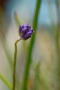 Fork-toothed ookow Dichelostemma congestum budding purple flowers