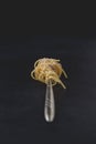 Fork of traditional Italian dish spaghetti carbonara isolated on dark background. Close-up view. Royalty Free Stock Photo