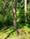 A fork on the trail caused by a tree on the Baldy Mountain Hiking Trail, Duck Mountain Provincial Park, Manitoba, Canada