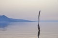 The Fork, Vevey, Switzerland