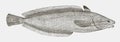 Forkbeard, a hake from the atlantic ocean in side view