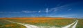 Forked desert dirt road through California Golden Orange Poppies under blue sky in the high desert of southern California