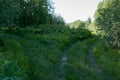 Forked footpath in green summer forest