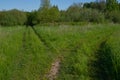 Forked footpath in green summer forest