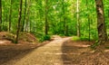 Forked roads in green forest