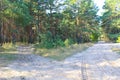 Forked sandy roads in pine forest Royalty Free Stock Photo