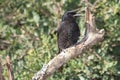 Forked Tail Drongo Bird Royalty Free Stock Photo