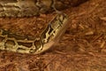 Forked Tongue on a Burmese Python Snake Royalty Free Stock Photo