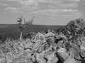 Forked tree in obsidian field Royalty Free Stock Photo