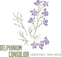 Delphinium consolida flowers silhouette in color image vector illustration