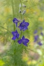 Forking larkspur Consolida regalis flower on the meadow