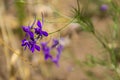 Forking larkspur Consolida regalis flower