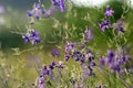 Forking Larkspur Consolida regalis. Close-up