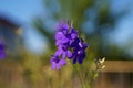 forking larkspur, faint blue against the sky