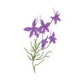 Forking larkspur flowers. Botanical drawing of wild floral plant. Realistic Consolida regalis herb. Wildflower in