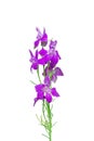 Forking Larkspur on white background.