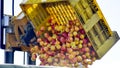 forklift pouring industrial apples in big plasti crate into truck Royalty Free Stock Photo