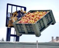 forklift pouring industrial apples in big plasti crate into truck Royalty Free Stock Photo