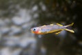 Forktail Blue-eye rainbowfish Royalty Free Stock Photo