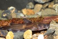 Forktail bullhead catfish