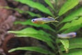 Forktail rainbowfish Royalty Free Stock Photo