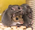 Close up of a mother house mouse with her offspring piled on top of her.