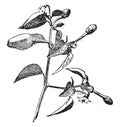 Form of Capsicum Annuum vintage illustration