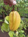 a form of Demak starfruit whose trees are already mature Royalty Free Stock Photo