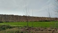 Form soil and greenery in india