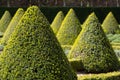 The formal Cherry Garden at Ham House, Richmond upon Thames, London, with box hedges and lavender planted in a grid.