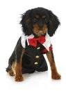 Formal dog Royalty Free Stock Photo